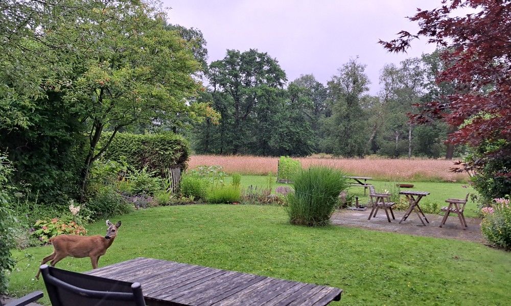 Hert in de tuin van bed & breakfast DE DOBBE in Glimmen, Groningen voor een natuurlijke ervaring.