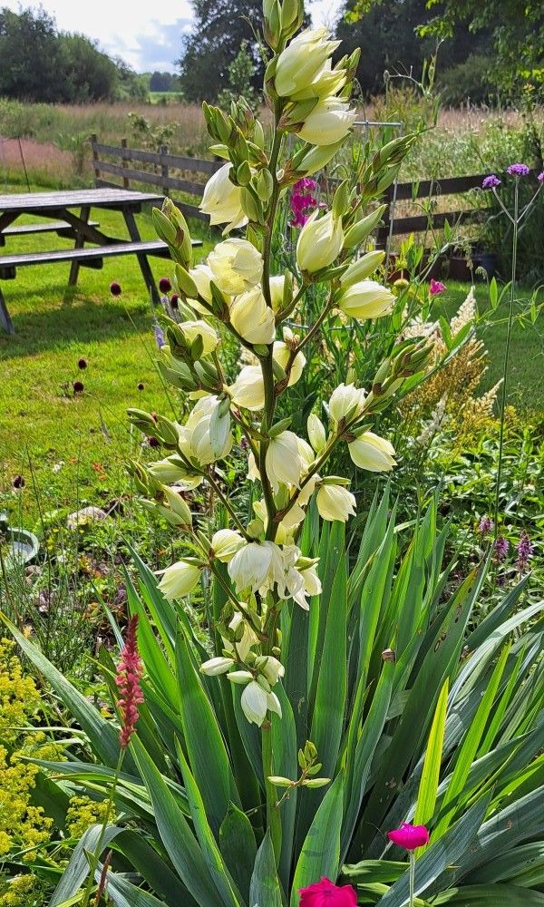 Bloeiende bloemen in de tuin van bed & breakfast DE DOBBE in Glimmen, Groningen.
