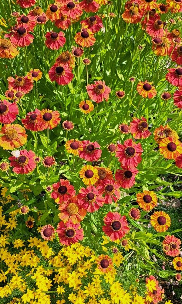 Kleurrijke bloemen in de tuin van bed & breakfast DE DOBBE in Glimmen, Groningen.