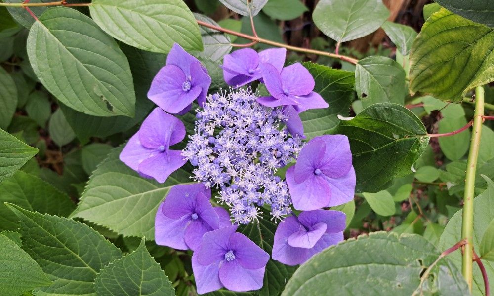 Paarse bloemen in de tuin van bed & breakfast DE DOBBE in Glimmen, Groningen.