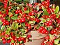 Guest house 327001 • Bed and Breakfast Veluwe • Vakantiehuis in Stroe  • 14 of 18