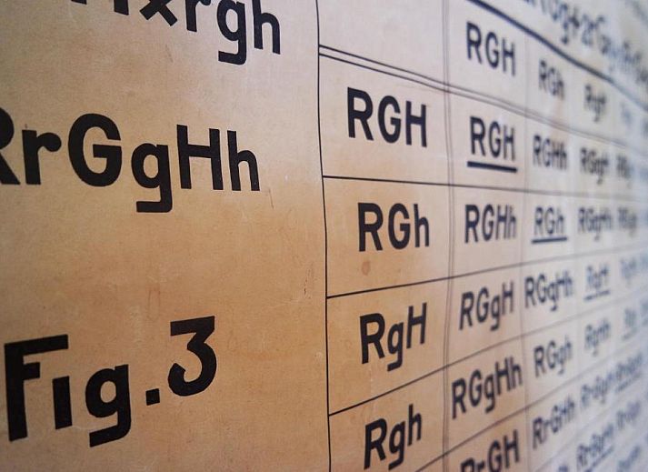 Gemuetlicher Essbereich in Alberti - Bed & Bike, Bett und Fruehstueck in Rotterdam, Suedholland.