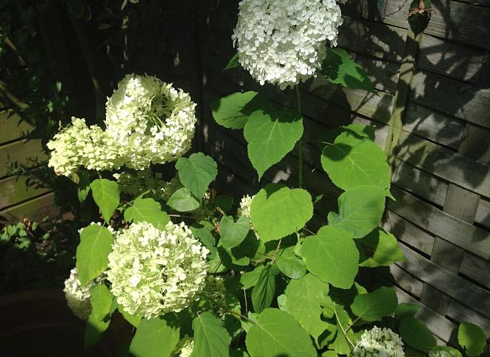 Gemuetliches Zimmer im Bed & Breakfast Maria in Rotterdam mit roten und weissen Akzenten.