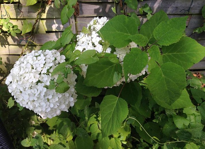 Moderne Kueche im Bed & Breakfast Maria, Rotterdam, komplett mit Geraeten und Schraenken.