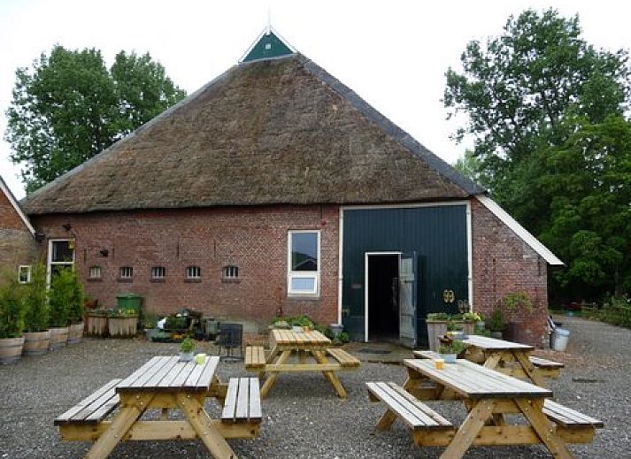 Paarden grazen bij Logement Doosje, een bed and breakfast op het Friese platteland in Warfstermolen.