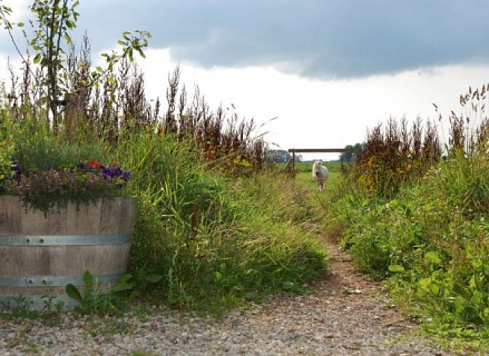 Paarden grazen bij Logement Doosje, een bed and breakfast op het Friese platteland in Warfstermolen.