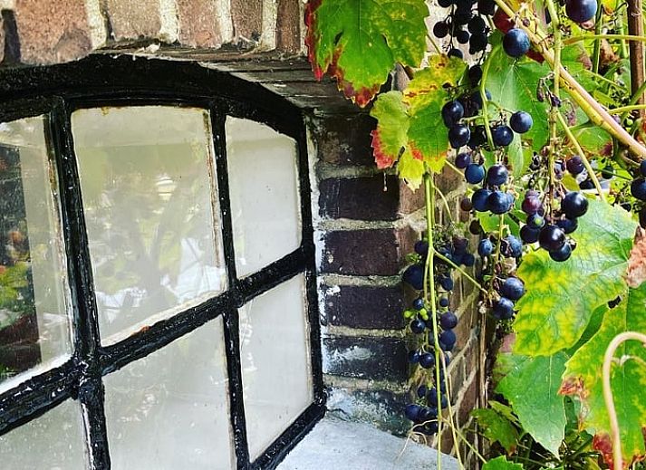 Guest house 287103 - Bed and Breakfast Rivierengebied - Huisje in Maasbommel