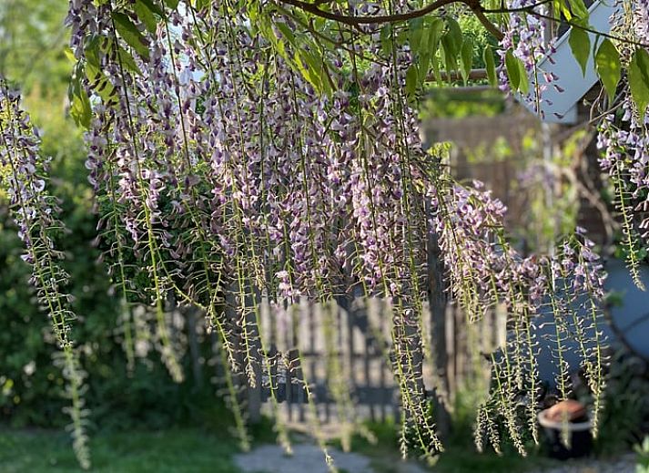 Guest house 287103 - Bed and Breakfast Rivierengebied - Huisje in Maasbommel