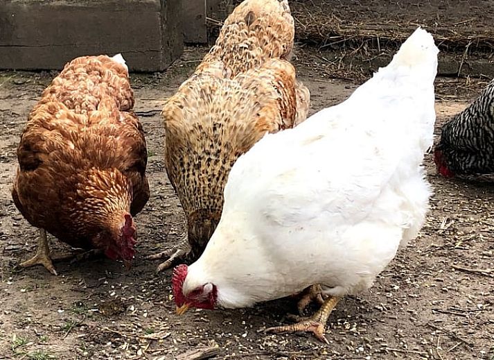 Guest house 287103 - Bed and Breakfast Rivierengebied - Huisje in Maasbommel