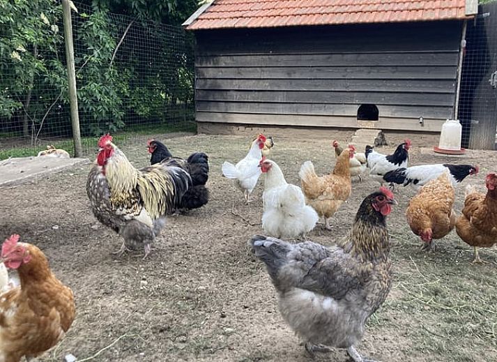 Gemuetliche Ecke im Ferienhaus in Westendorp, Achterhoek, mit Holzschrank und Gartenblick.