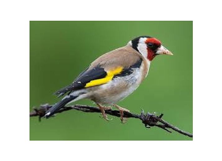 Ruime tuin en terras bij Het Puttertje, een gezellige bed and breakfast in Hattem, Veluwe, Gelderland.