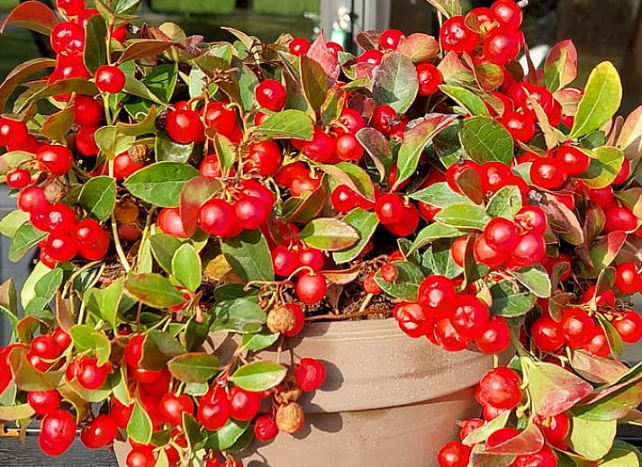 Komfortables Schlafzimmer im Ferienhaus in Stroe, Veluwe, Gelderland.
