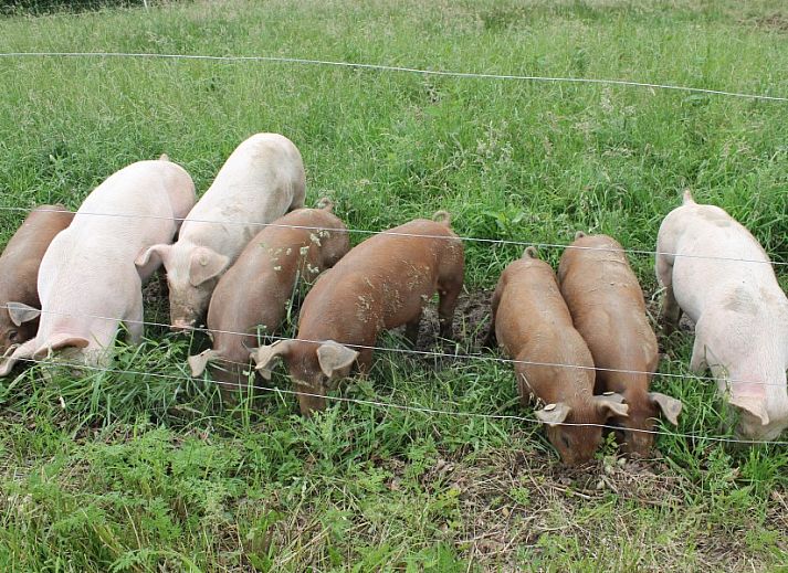 Bright living room in Hof van Kleeberg, Kleeberg, South Limburg, overlooking the garden.