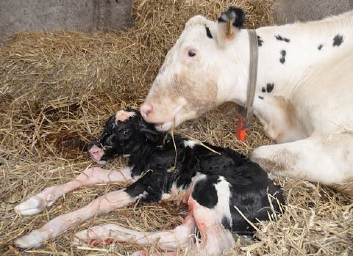 Pittoresk uitzicht vanaf een boot bij Hoeve Meerzicht, Monnickendam, met weidse natuur en waterwegen in Noord-Holland.