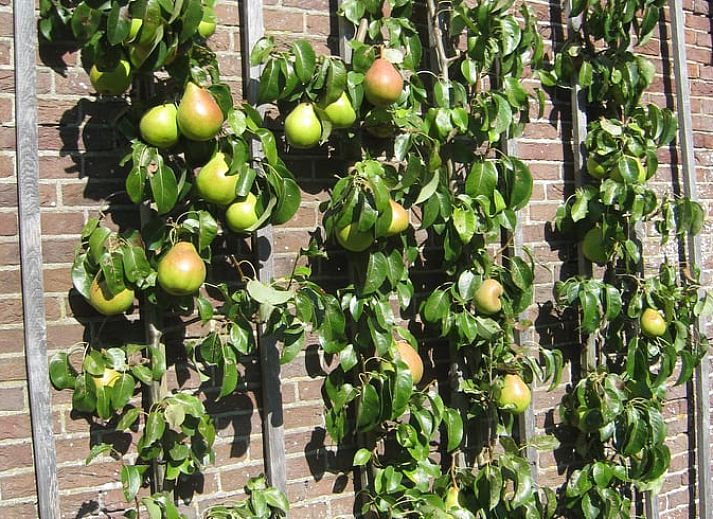 Vacation cottage in Driebergen-Rijsenburg, Utrechtse Heuvelrug, with historic castle view.