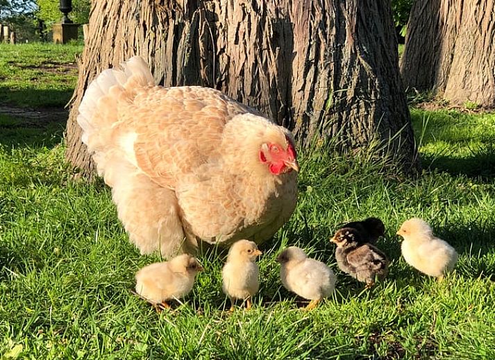 Uitzicht op de toren van Vakantiehuis in Driebergen, gelegen in een bosrijke omgeving op de Utrechtse Heuvelrug.