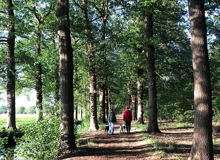Uitzicht op de toren van Vakantiehuis in Driebergen, gelegen in een bosrijke omgeving op de Utrechtse Heuvelrug.