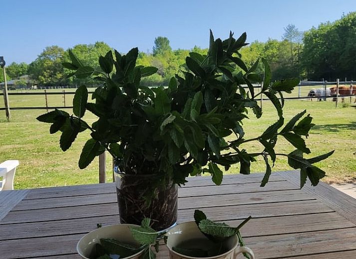 Guest house 603105 - Bed and Breakfast Schouwen-Duiveland - Huisje in Noordgouwe