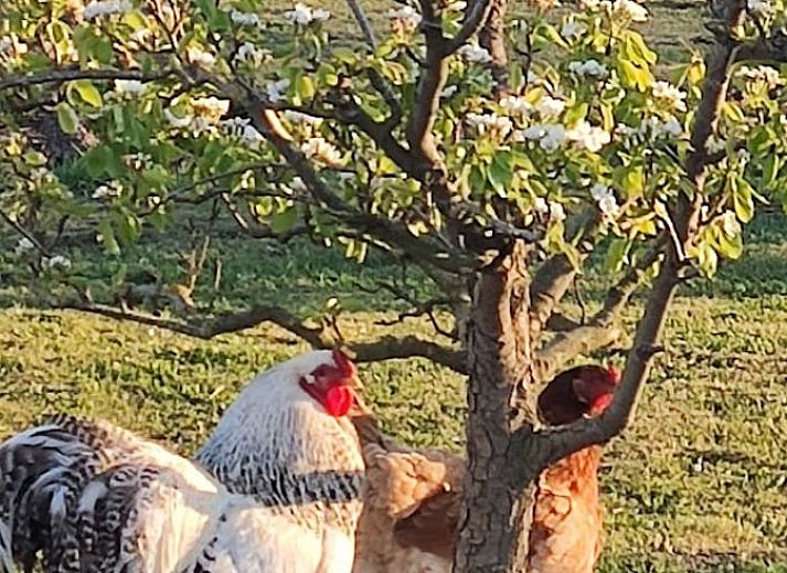 Guest house 603105 - Bed and Breakfast Schouwen-Duiveland - Huisje in Noordgouwe