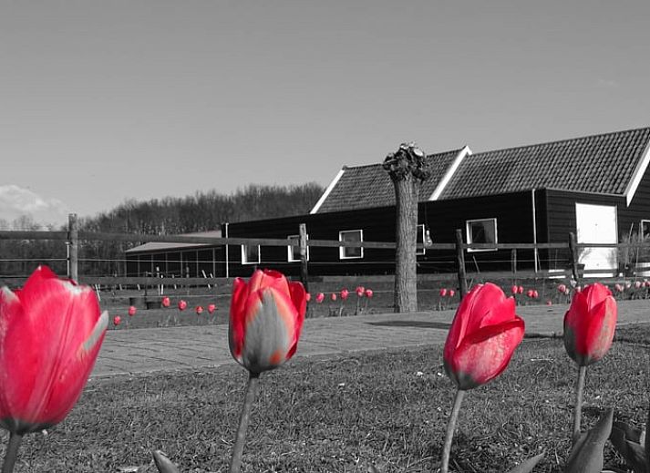 Guest house 603105 - Bed and Breakfast Schouwen-Duiveland - Huisje in Noordgouwe