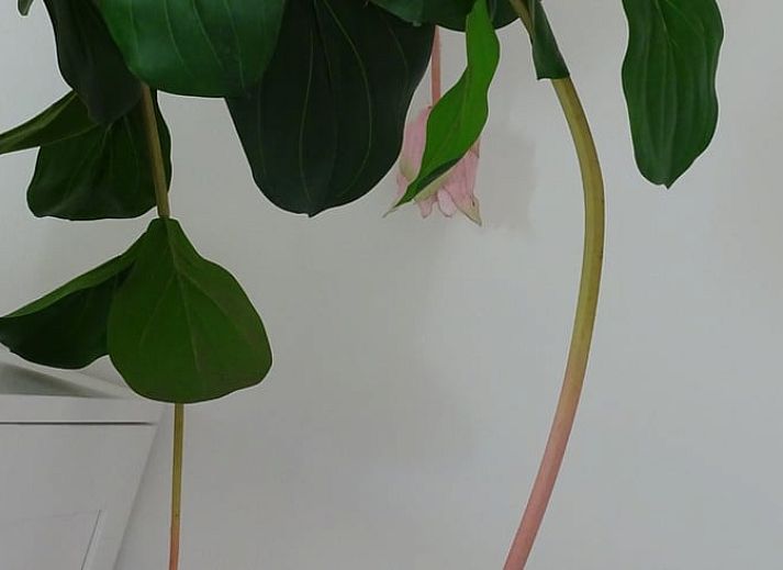 Guest house 603105 - Bed and Breakfast Schouwen-Duiveland - Huisje in Noordgouwe