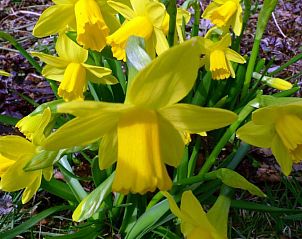 Gele bloemen in de tuin van Bed & Breakfast Walenburg, Rotterdam, Zuid-Holland.