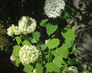 Prachtige hortensia's in de tuin van Bed & Breakfast Maria in Rotterdam, Zuid-Holland.