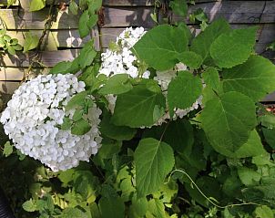 Bloeiende hortensia's in de tuin van Bed & Breakfast Maria, Rotterdam, een oase van rust.