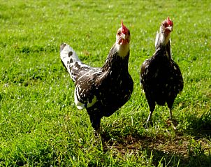 Guest house 070103 - Bed and Breakfast Heegermeer - Vakantiehuisje in Heeg