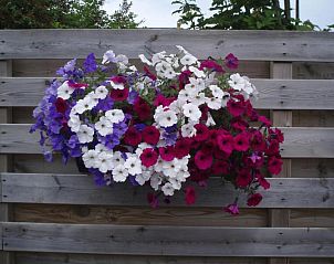 Kleurrijke bloemen aan de muur bij B&B Fam. Tavenier, Vrouwenpolder, Walcheren, een fleurig welkom voor gasten.