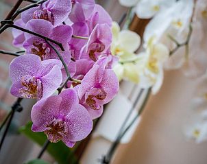 Guest house 123904 - Bed and Breakfast Zuid Limburg - Rene's B&B