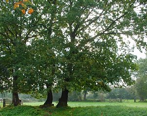Prachtige natuur rondom Vakantiehuis in Diever, Zuidwest Drenthe, met weelderige bomen en een serene omgeving.