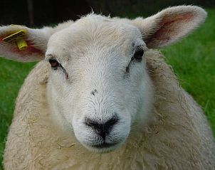Schattig schaap in de weide bij Vakantiehuis in Diever, Zuidwest Drenthe, voor een landelijke en authentieke sfeer.