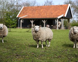 Schapen grazen voor Vakantiehuis in Diever, Zuidwest Drenthe, voor een authentieke landelijke ervaring.