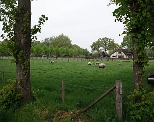 Rustige natuurlijke omgeving rondom Vakantiehuisje in Uddel, Veluwe, met grazende schapen.
