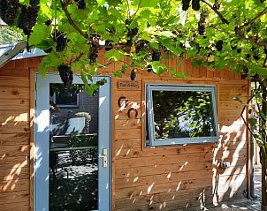 Buitenkant van Vakantiehuisje in Wapenveld, Veluwe, Gelderland met groene druivenranken en houten gevel.