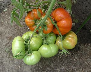 Guest house 493805 - Bed and Breakfast Midden Limburg - B&B De Kleine Wijngaard