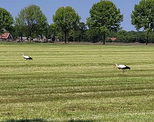 Uitzicht op weide met ooievaars vanuit Vakantiehuis in Overdinkel, Twente, Overijssel.