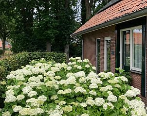 Bloeiende hortensia's sieren de entree van Vakantiehuis in Oldenzaal, een bed and breakfast in Twente, Overijssel.