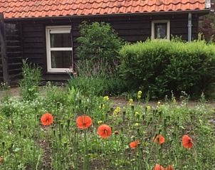Blhender Garten am Ferienhaus in Hellendoorn mit Mohnblumen in Salland, Overijssel.