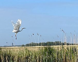 Zeldzame vogel in vlucht nabij Vakantiehuis in Kalenberg, Overijssel, een unieke ervaring in de natuur.