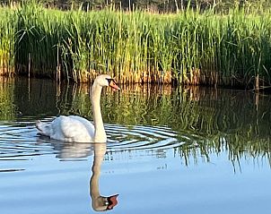 Zwaan zwemt rustig in de wateren rond Vakantiehuis in Kalenberg, Noordwest Overijssel, een serene omgeving.