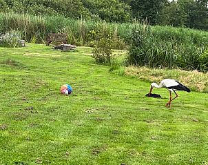 Ooievaar wandelt door het gras bij Vakantiehuis in Kalenberg, Overijssel, een bijzondere ontmoeting met de natuur.