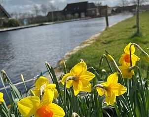 Bloeiende narcissen langs het water bij Vakantiehuis in Kalenberg, Noordwest Overijssel, een kleurrijke lente.