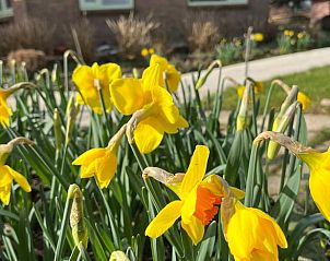 Vrolijke narcissen bloeien bij Vakantiehuisje in Kalenberg, Noordwest Overijssel.