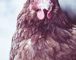 Kippen in de tuin van Vakantiehuis in Oudewater, Utrecht. Ervaar het landelijke leven in een bed and breakfast.