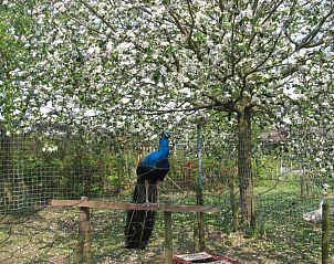 Verblijf 583801 - Bed and breakfast Noord Limburg - De Hoge Peel