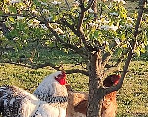 Kippen in de tuin van Huisje in Noordgouwe, bed and breakfast in Noordgouwe, Zeeland.