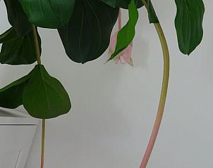 Groene plant in interieur van Huisje in Noordgouwe, bed and breakfast in Noordgouwe, Zeeland.