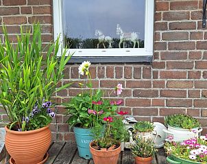 Bloeiende planten bij Huisje in Arnemuiden, bed and breakfast in Arnemuiden, Zeeland.